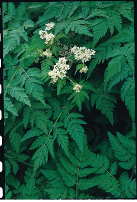 Picture of Sweet Cicely (Myrrhis Odorata)